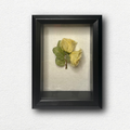 Floral Preservation Shadow Box 5X7